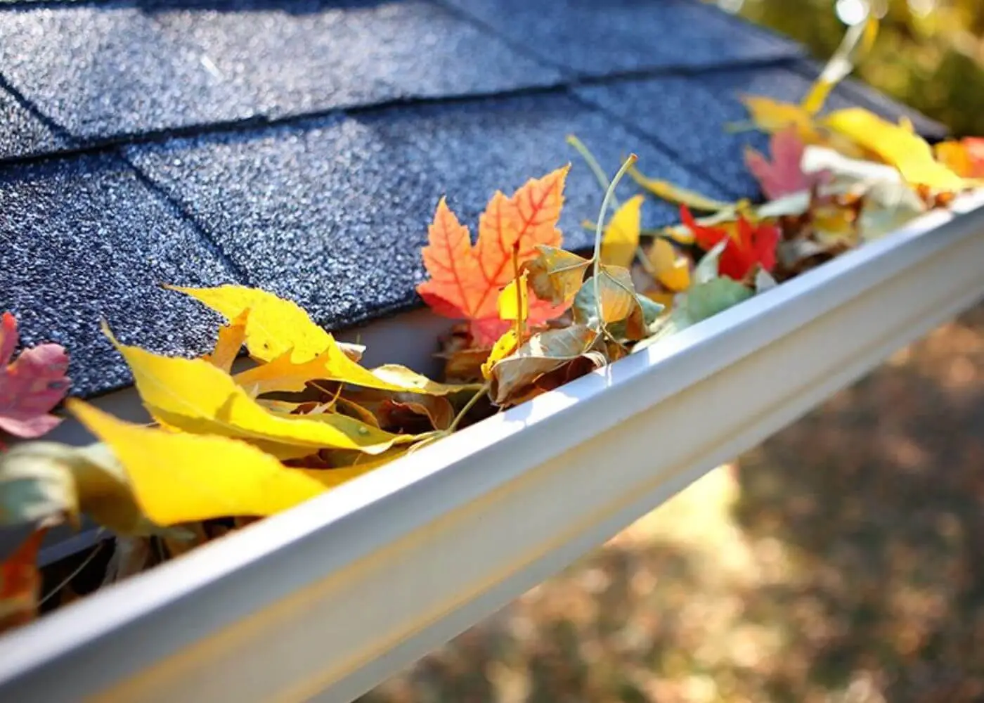 Autumn leaves accumulated in a residential gutter system requiring cleaning